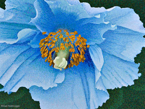 Buy Blue Poppy 9″ x 12″ Print