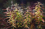 Buy Fiery Leaves Giclee Print