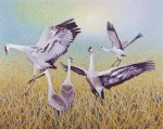 Buy Sandhill Crane - Wing Dancing 39" x 49" Print