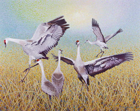 Buy Sandhill Crane – Wing Dancing 39″ x 49″ Print