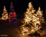 ChristmasTrees