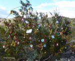XmasBush