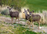 DeeratthePreserve