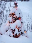 LoadedTree