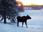 SunsetMoose