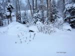 WinterRoseGarden